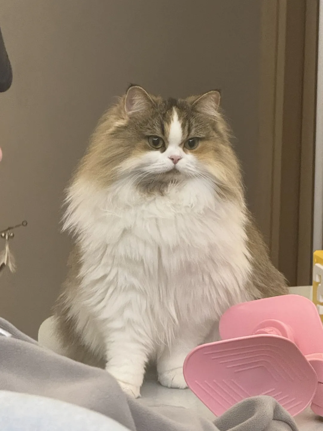 猫X肯德基 原图