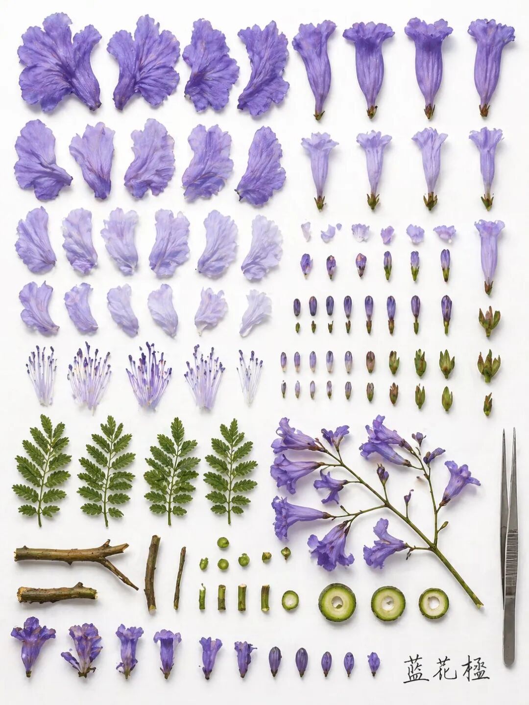 9.2 花卉 Knolling 解构
